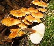 Samtfußrübling, Foto 70