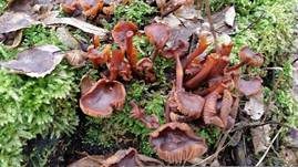Samtfußrübling, Foto 72