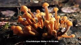 Samtfußrübling, Foto 73