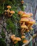 Samtfußrübling, Foto 75