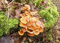 Samtfußrübling, Foto 10