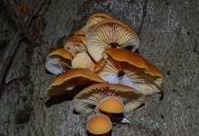 Samtfußrübling, Foto 11