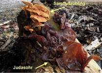 Samtfußrübling, Foto 92