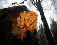 Samtfußrübling, Foto 96
