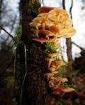 Samtfußrübling, Foto 97