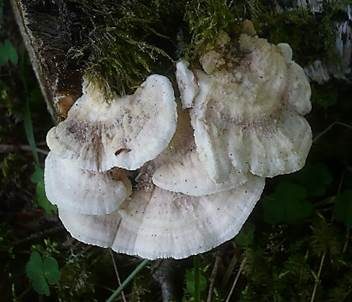 Samtige Tramete, Foto 2