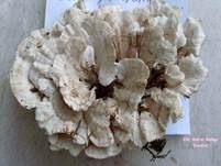 Samtige Tramete, Foto 20