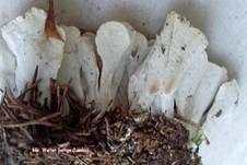 Samtige Tramete, Foto 22