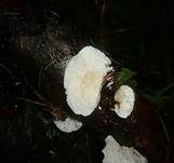 Samtige Tramete, Foto 23