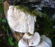 Samtige Tramete, Foto 24