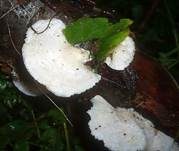 Samtige Tramete, Foto 27