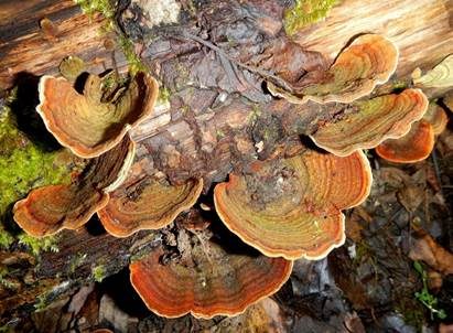 Samtiger Schichtpilz, Foto 2