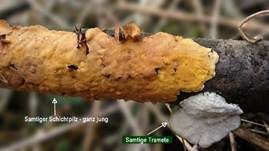 Samtiger Schichtpilz, Foto 13