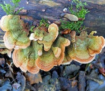 Samtiger Schichtpilz, Foto 4