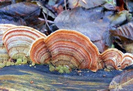 Samtiger Schichtpilz, Foto 5