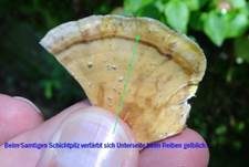 Samtiger Schichtpilz, Foto 7
