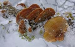 Samtiger Schichtpilz, Foto 10