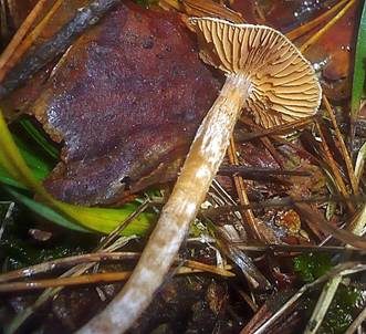 Samtiger Wasserkopf, Foto 3