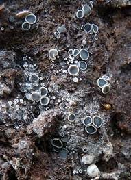 Blaugraues Riesen-Weichbecherchen, Foto 6
