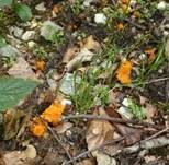 Samtpfifferling, Foto 12