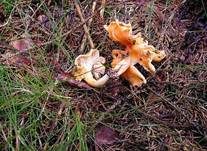 Samtpfifferling, Foto 8