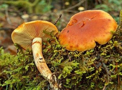 Samtschuppiger Tannenflämmling, Foto 2