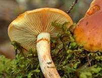 Samtschuppiger Tannenflämmling, Foto 21