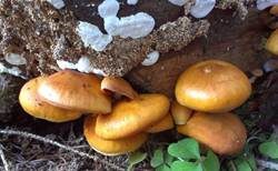Samtschuppiger Tannenflämmling, Foto 25