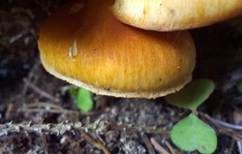 Samtschuppiger Tannenflämmling, Foto 27