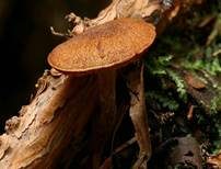 Samtschuppiger Tannenflämmling, Foto 11