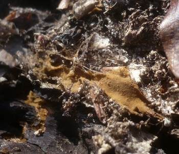 Sandbraunes Filzgewebe, Foto 2