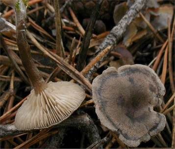 Sandtellerling, Foto 2