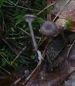 Sandtellerling, Foto 3