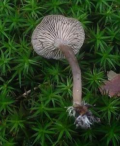 Sandtellerling, Foto 4