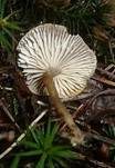 Sandtellerling, Foto 7