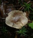Sandtellerling, Foto 8