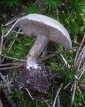 Sandtellerling, Foto 9