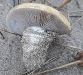 Sandträuschling, Foto 18