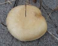 Sandträuschling, Foto 10