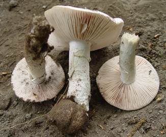 Sandwulstling, Foto 2