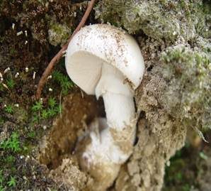Sandwulstling, Foto 3