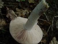 Sandwulstling, Foto 12