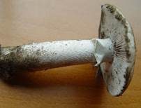 Sandwulstling, Foto 13
