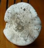 Sandwulstling, Foto 14
