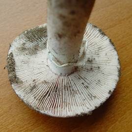 Sandwulstling, Foto 4