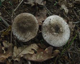 Sandwulstling, Foto 5