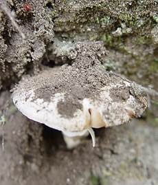 Sandwulstling, Foto 7