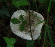 Sandwulstling, Foto 10