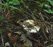 Sandwulstling, Foto 11