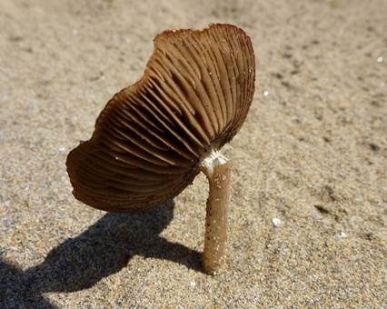 Sand-Zärtling, Foto 3